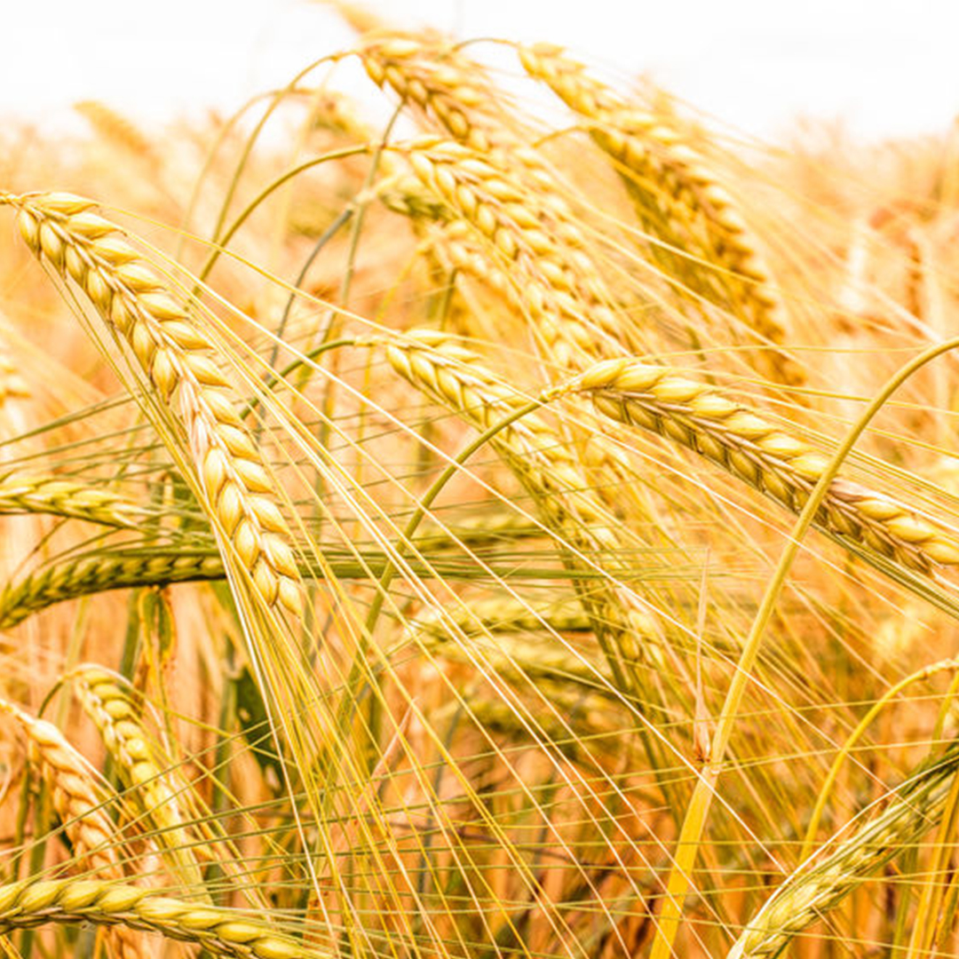 С 12 января экспортная пошлина на пшеницу повышается до $98,2 за тонну